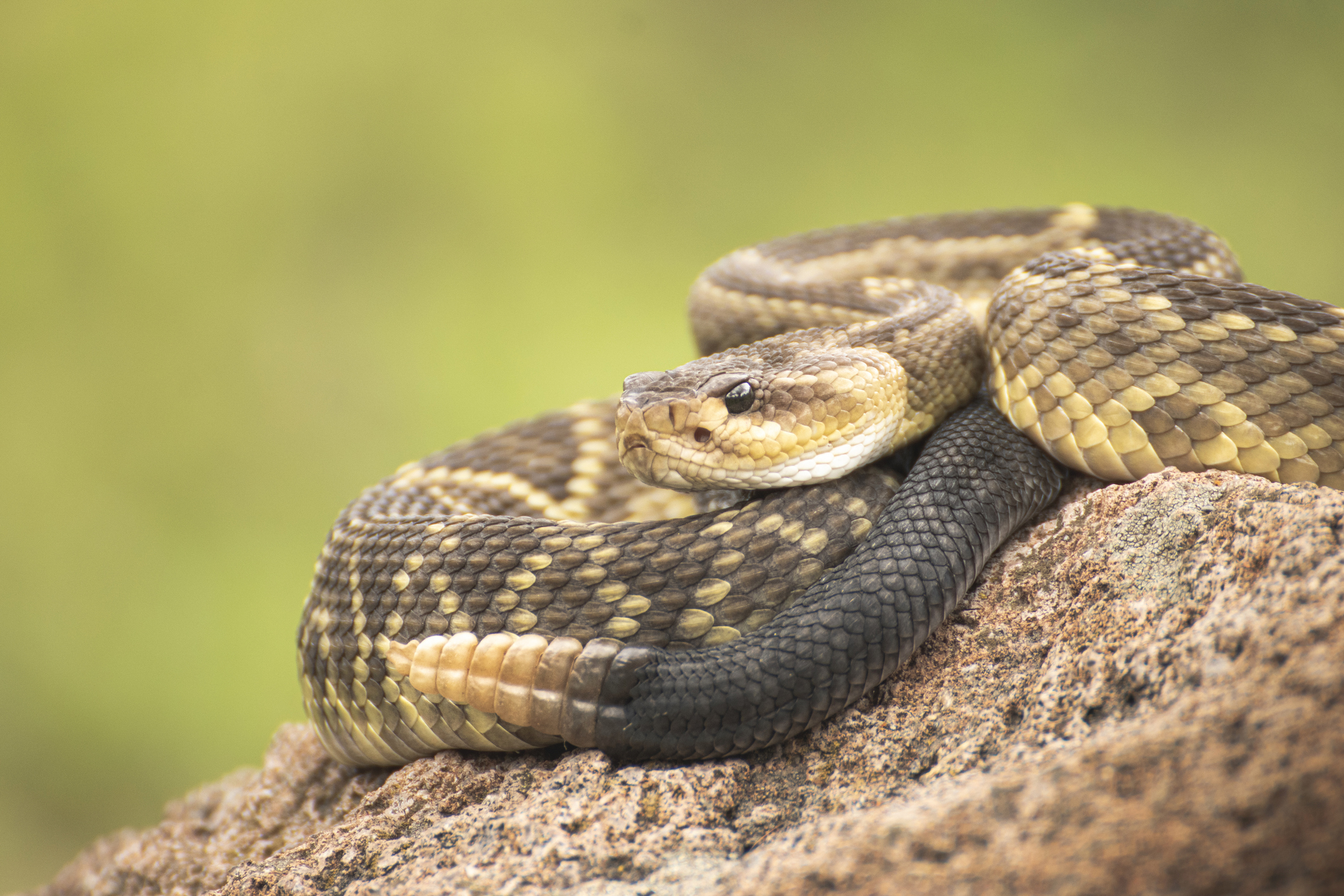 Featured image for “Ophirex Announces Business Update: Advances Toward Food and Drug Administration (FDA) Approval for Varespladib as Novel Oral Snakebite Treatment”